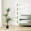 Nasitip Artificial Dracaena Tree, Realistic Fake Dracaena Plant, Tall Dracaena Houseplant for Indoor Décor, Adjustable Lifelike Faux Tree - 3 of 4
