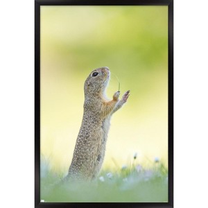Trends International The Comedy Wildlife Photography Awards: Perdita Petzl - Conducting Framed Wall Poster Prints - 1 of 4