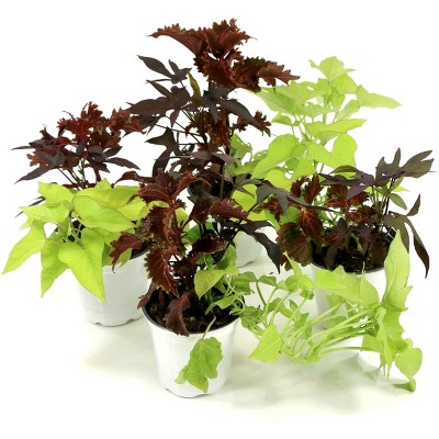 4pc Dramatic Color Combo - National Plant Network