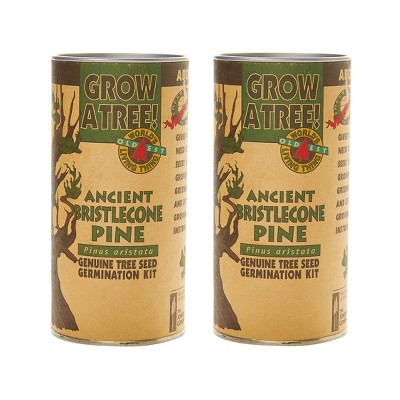 2pk Ancient Bristlecone Pine Seed Grow Kit - The Jonsteen Company