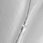 silver tone