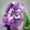 Sullivans Artificial Violet Vibrant Pansy Stem 14.5"H Purple - 2 of 2