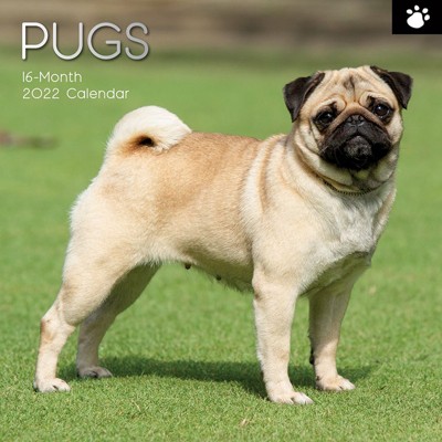 The Gifted Stationery Pug 2021 - 2022 Dog Monthly Wall Calendar, 16 Month, Animals Pet Theme with Reminder Stickers, 12 x 12 in