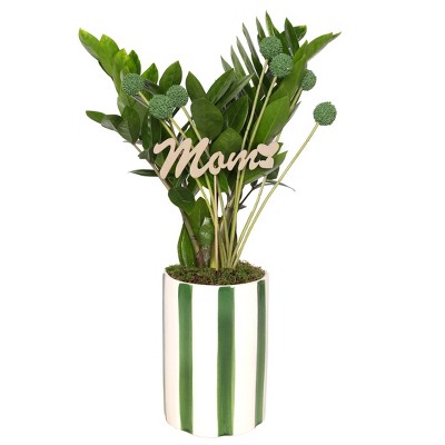 Green Circle Growers 5" ZZ Houseplant White and Green Ceramic Planter