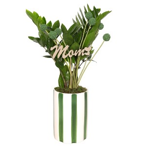 Green Circle Growers 5" ZZ Houseplant White and Green Ceramic Planter - 1 of 4