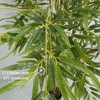 Bamboo Tree Artificial , Artificial Bamboo Tree With Real Trunk and Lifelike Leaves, Faux Bamboo Plants for Home Decor Indoor, 1 Pack - 4 of 4
