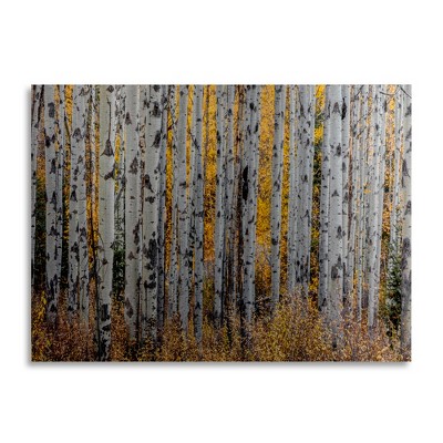 Pierre Leclerc 'Aspen Trees' Floating Brushed Aluminum Art