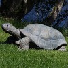 Sunnydaze Indoor/Outdoor Lifelike Large Todd the Tortoise Patio Garden Yard Entryway Decorative Statue - 30" - 4 of 4