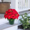 Puleo 19" Pre-Lit Battery-Operated Artificial Potted Red Poinsettias - 3 of 4