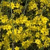 National Plant Network Live Outdoor Winter Jasmine Plant - 1ct 1gal - 2 of 4