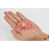 Collectible Wildlife Gifts | Crab, King Crab, Rubber, Crustaceans, Educational, Realistic, Hand Painted,  Figurine,  Gift,        2 1/2"     F938 B157 - 2 of 4