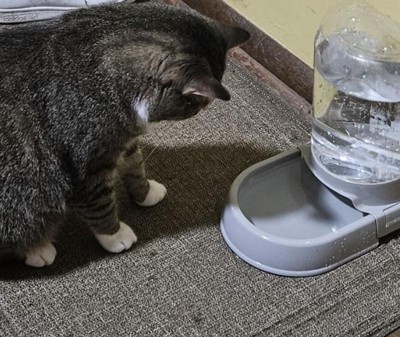 Target cat water sales fountain