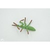 Collectible Wildlife Gifts | Praying Mantis, Mantidae, High Quality, Hand Painted, Rubber Insect, Realistic, Toy Model, Gift,   2 1/2"  CH697 BB174 - 4 of 4