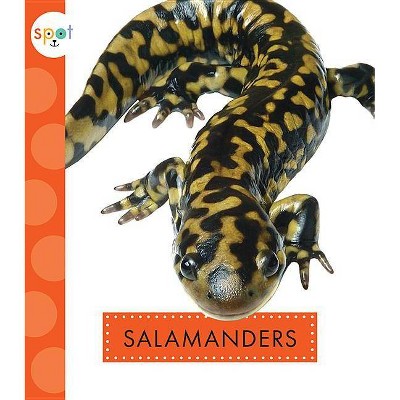 Salamanders - (Spot Backyard Animals) by  Mari C Schuh (Paperback)