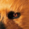 Morris Costumes Adult General Sizing Bear Moving Mouth Overhead Mask Halloween Costume Mask - Brown One Size Fits Most - 4 of 4