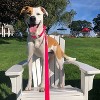 Country Brook Petz Premium Nylon Dog Collar and Leash Set for Small Medium Large Dogs - Vibrant 30+ Color Selection - 3 of 4