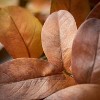 Sullivans Artificial Fall Leaves Stem Multicolor 48"  Set of 2 - 2 of 3