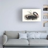 Trademark Fine Art - Elizabeth Gould  Majestic Waterbird III Canvas Art - 2 of 4