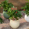 Gardenised 25-pcs Weatherproof Plant Markers Labels for Seedlings Vegetables Herbs Flowers Planters & Pots - 3 of 4