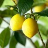 Park Hill Collection Lemon Tree in Plastic Pot - 3 of 4