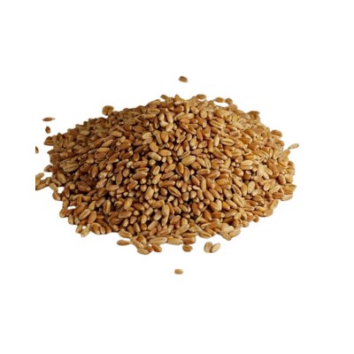 Central Milling Company Organic Hard Winter Wheat Berries - 25 lb
