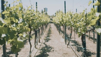 Gruet Sauvage Sparkling Rose 750ml Bottle Target