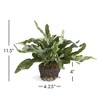 Plum & Post 11.5" Echeveria Fern Drop-In Root Ball Faux Greenery Plant All Seasons - 2 of 2