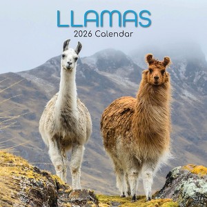 2026 Square Wall Calendar, Llamas, 16-Month Animals Theme with 180 Reminder Stickers (12x12 In) - 1 of 4