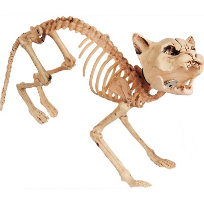 Halloween Express  23 in Sonic Realistic Skeleton Cat Decoration