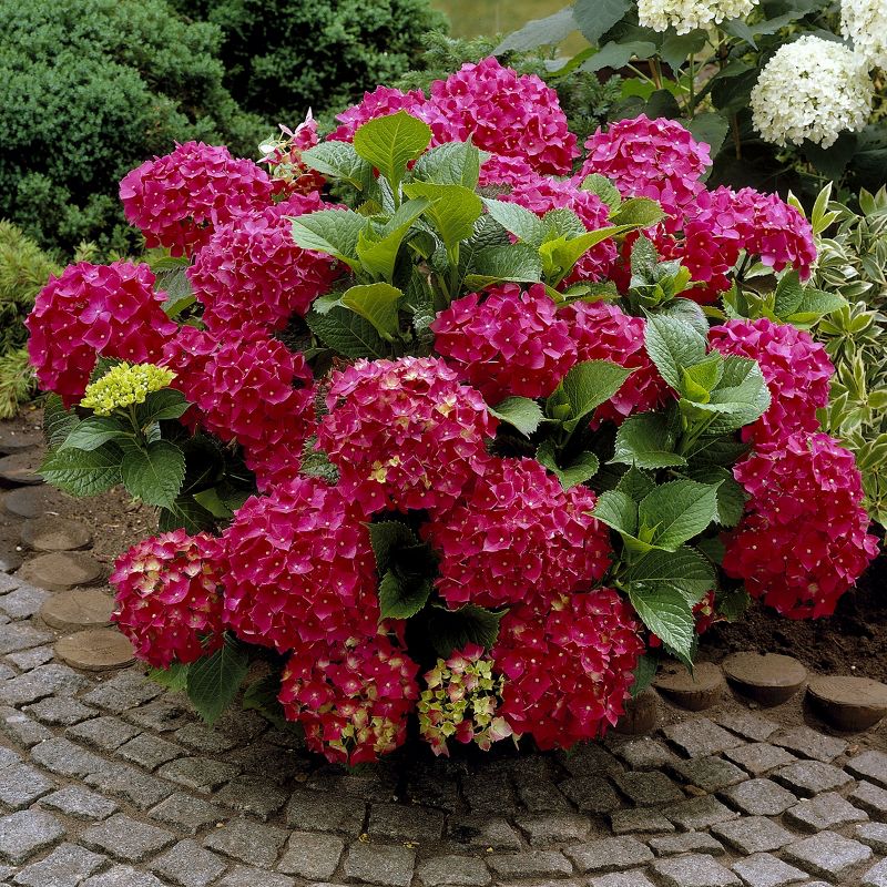 3pc Hydrangea Red Beauty - National Plant Network, 3 of 6
