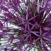 Van Zyverden 5ct Bulbs Allium Purple Rain - 2 of 4