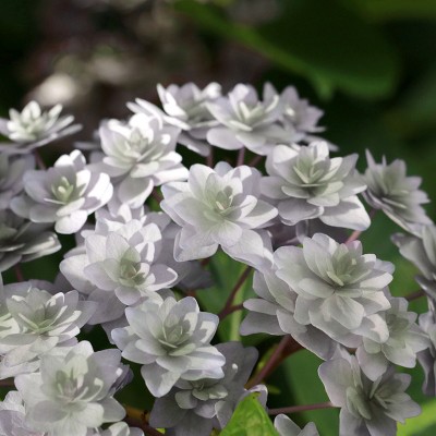 3pc Hydrangea Wedding Gown - National Plant Network