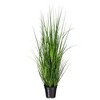 Green Lemongrass Potted - 4 of 4
