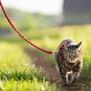 PetSafe Come with Me Kitty and Bungee Adjustable Leash Cat Harness - Blue - 2 of 4