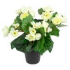 Northlight 11" Cream Potted Silk Begonia Spring Artificial Floral Arrangement - image 3 of 4