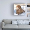 Trademark Fine Art - Stephen Goodhue Snow Nose Golden Ii Canvas Art - 2 of 4