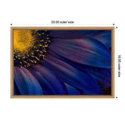 Blue Rays Macro Gerbera Daisy Canvas Print with Maple Frame