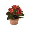 Melrose Potted Kalanchoe Flower (Set of 4) - 3 of 4