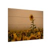 Trademark Fine Art Dan Ballard Sunflowers Fog Wood Slat Art - 2 of 4