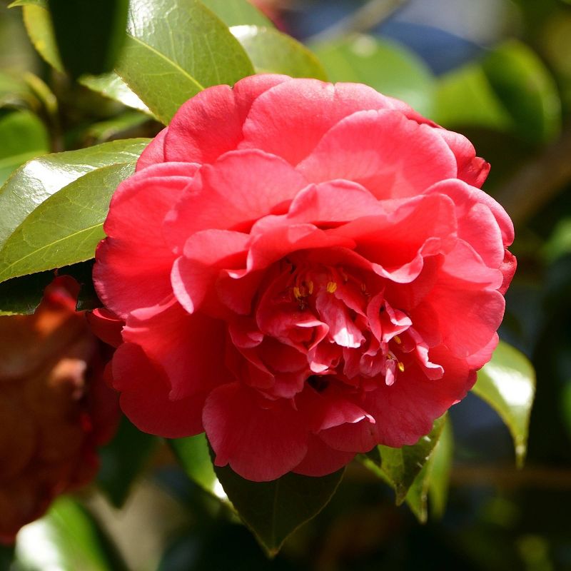 2.5qt Blood of China Camellia Japonica Plant with Red Blooms - National Plant Network, 6 of 7