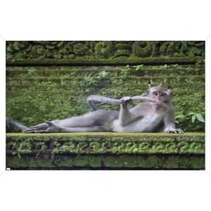 Trends International The Comedy Wildlife Photography Awards: Delphine Casimir - The Rainforest Dandy Framed Wall Poster Prints - 1 of 4