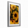 Stupell Industries Bunches of Garden Sunflowers Framed Print Under Glass Art - 2 of 4