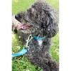 Country Brook Petz Deluxe Nylon Dog Collar and Leash - 4 of 4