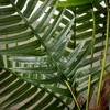 Sullivans Artificial 51" Potted Palm, Green - 2 of 4
