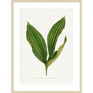 Amanti Art Lily of the Valley Leaf Illustration by Pictufy Wood Framed Wall Art Print - 1 of 4