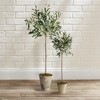 Plum & Post Olive Tree Potted 30" - 3 of 3