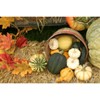 Mixed Ornamental Gourds - 2 of 4