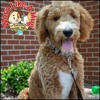 Country Brook Petz® Deluxe Dog Collar - Country and Western Collection - Made In The U.S.A. - 2 of 4