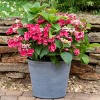 National Plant Network Live Outdoor 4" Cherry Explosion Hydrangea Plants - 3ct - 2 of 4