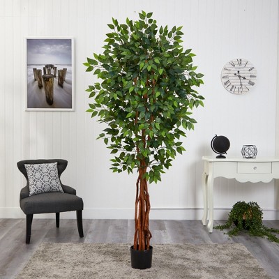 Elegant 6.5ft Green Ficus in Black Planter for Indoor/Outdoor Decor